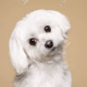 Meet your Posher, Mason